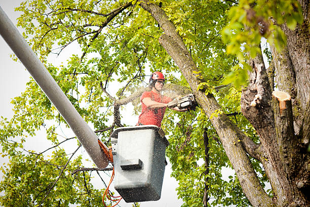 Large Tree Removal in Brownsville, PA